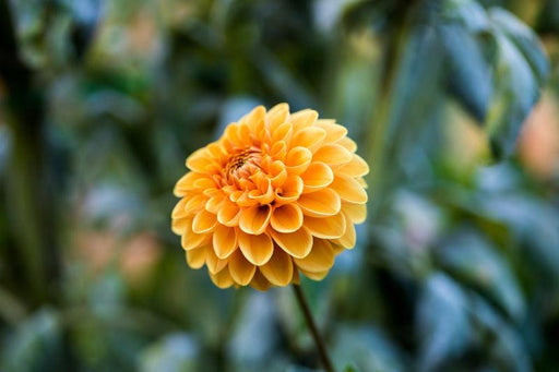 Chrysanthemum Flowers  Brown Plant - Kadiyam Nursery