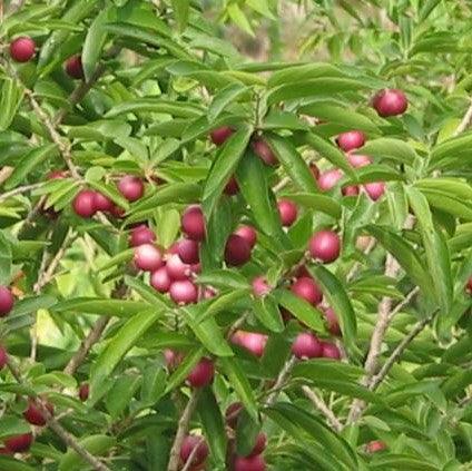 Chrysodalanus icaco,Cocoplum - Kadiyam Nursery