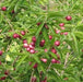 Chrysodalanus icaco,Cocoplum - Kadiyam Nursery