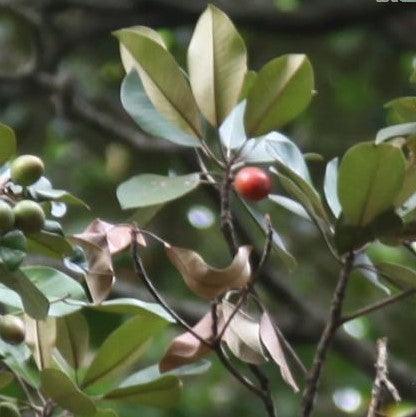 Chrysophyllum cainito, Chrysophyllum roxburghii, Achras caimito,Star Apple, Golden Leaf Tree, Cainito, Achras Caimito, Abiaba, Pomme De Lait, Estrella, Sterappel - Kadiyam Nursery