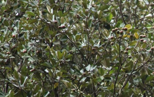 Chrysophyllum cainito, Chrysophyllum roxburghii, Achras caimito,Star Apple, Golden Leaf Tree, Cainito, Achras Caimito, Abiaba, Pomme De Lait, Estrella, Sterappel - Kadiyam Nursery