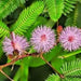 Chuimui ka - Pudica, Touch me not, Lajalu, Sensitive Plant, Shy plant, Sleepy plant, Shameplant Plant - Kadiyam Nursery