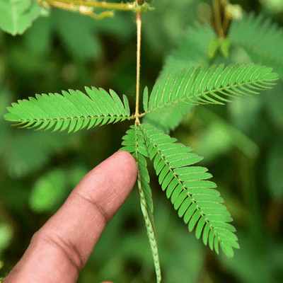 Chuimui ka - Pudica, Touch me not, Lajalu, Sensitive Plant, Shy plant, Sleepy plant, Shameplant Plant - Kadiyam Nursery