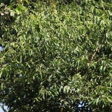 Cinnamon Leaf, Tamalpatra, Tejpatta - Kadiyam Nursery