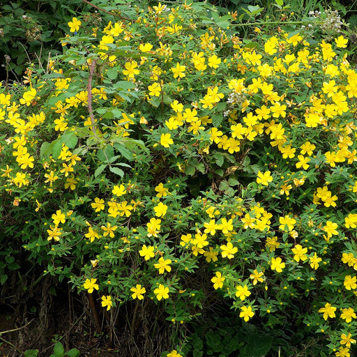 cinquefoil