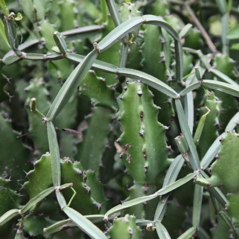 Cissus quadrangularis,Veld Grape, Veldt Grape, Winged Treebine - Kadiyam Nursery