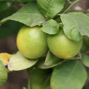 Citrus limonia, Citrus medica,Lime Seedless, Citrus Seedliess, Citron - Kadiyam Nursery