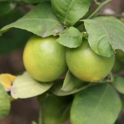 Citrus limonia, Citrus medica,Lime Seedless, Citrus Seedliess, Citron - Kadiyam Nursery