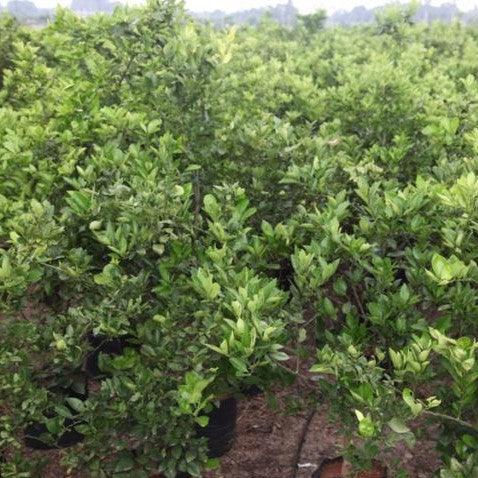 Citrus medicalimonia,Lime Kagdi, Acid Lime - Kadiyam Nursery