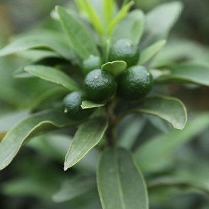 Citrus sinensis,Sweet Lime, Sweet Orange - Kadiyam Nursery