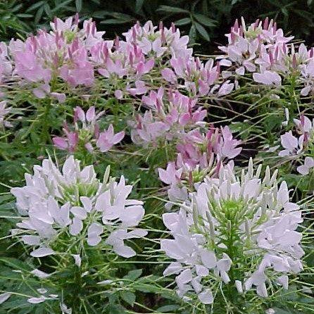 Cleome hassleriana, C. hasslerana, C. houtteana, C. pungens, C. spinosa,Spider Flower - Kadiyam Nursery