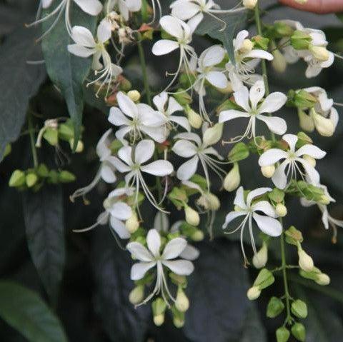 Clerodendrum wallichii,Waterfall Vine - Kadiyam Nursery