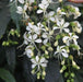 Clerodendrum wallichii,Waterfall Vine - Kadiyam Nursery