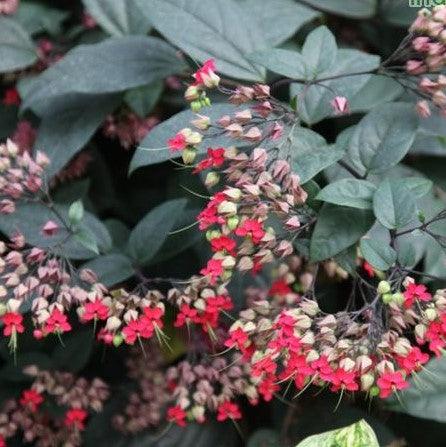 Clerodendrum x speciosum,Glory Bower - Kadiyam Nursery