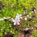 clerodendrum inerme