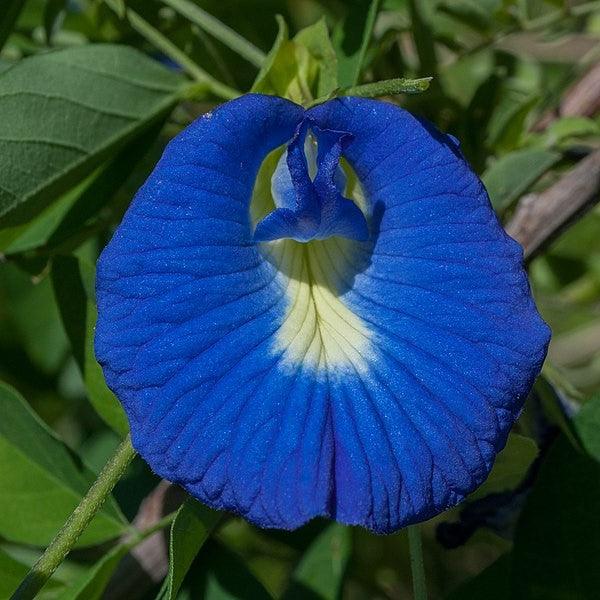 Clitoria Ternatea, Gokarna (Blue) - Plant - Kadiyam Nursery