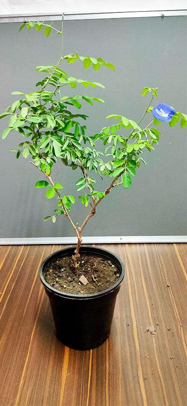 Clitoria Ternatea, Gokarna (Blue) - Plant - Kadiyam Nursery