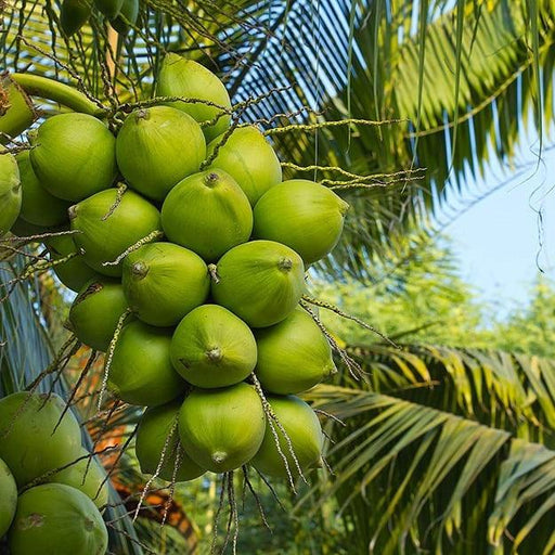 Coconut Dwarf High Yield Rare  " Chennagi " Live Plant - Leaf Green Coconut Live Plant Rare ( 1 Healthy Live Fruit Plant ) - Kadiyam Nursery