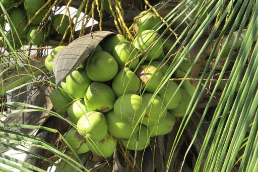 Coconut Dwarf High Yield Rare  " Chennagi " Live Plant - Leaf Green Coconut Live Plant Rare ( 1 Healthy Live Fruit Plant ) - Kadiyam Nursery