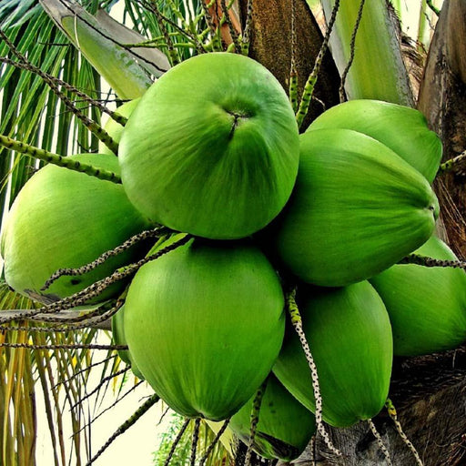 Coconut East Coast Tall ( 1 Healthy Live Fruit Plant ) - Kadiyam Nursery