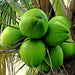 Coconut East Coast Tall ( 1 Healthy Live Fruit Plant ) - Kadiyam Nursery