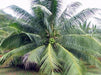 Coconut East Coast Tall ( 1 Healthy Live Fruit Plant ) - Kadiyam Nursery