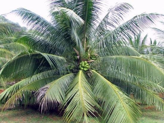 Coconut East Coast Tall ( 1 Healthy Live Fruit Plant ) - Kadiyam Nursery