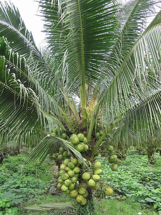 Coconut East Coast Tall ( 1 Healthy Live Fruit Plant ) - Kadiyam Nursery