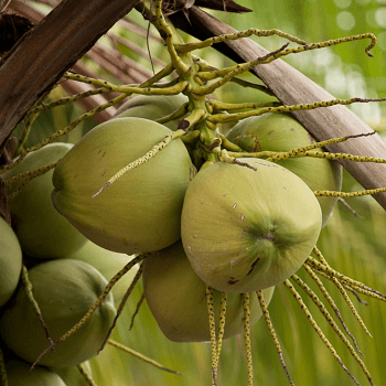 Coconut plant Ganga Bondam - Fruit Plants & Tree Outdoor Living Indoor Plants - Kadiyam Nursery