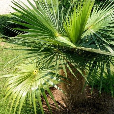 Cocothrinax crinita,Old Man Palm, Palma Petate, Old Man Thatch Palm, Mat Palm. - Kadiyam Nursery