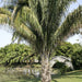 cohune palm