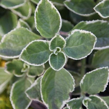 Coleus aromatica variegata,Owa Variegated, Ajwan Variegated - Kadiyam Nursery