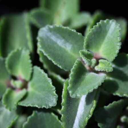 Coleus aromatica,Ajwain - Kadiyam Nursery