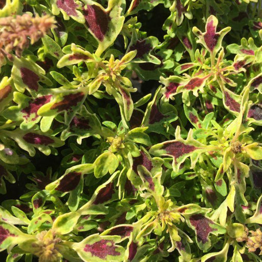 Coleus Ornamental Plant With Pot Coleus  "Frogfoot 'plant - Kadiyam Nursery