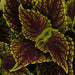 Coleus Ornamental Plant With Pot,Coleus gaint Exhibation Red plant - Kadiyam Nursery