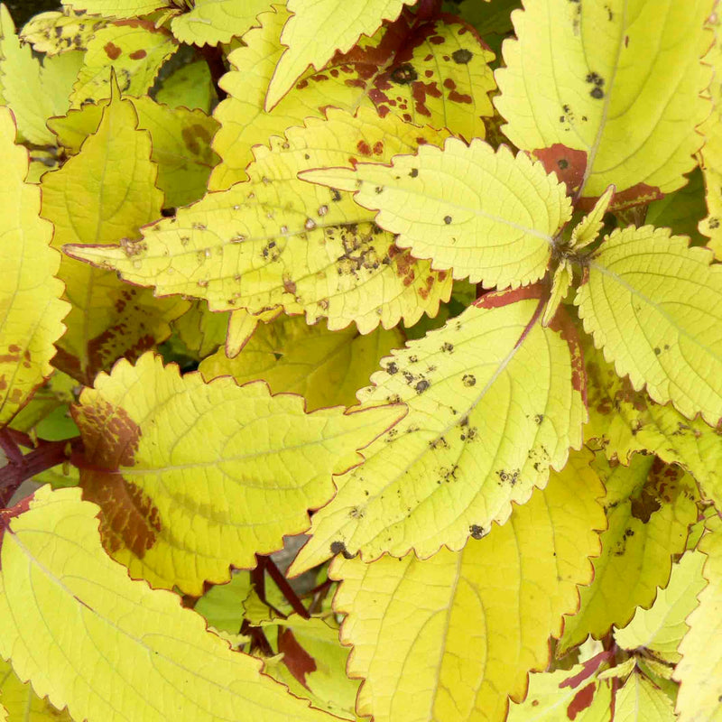 Coleus Yellow plant - Kadiyam Nursery