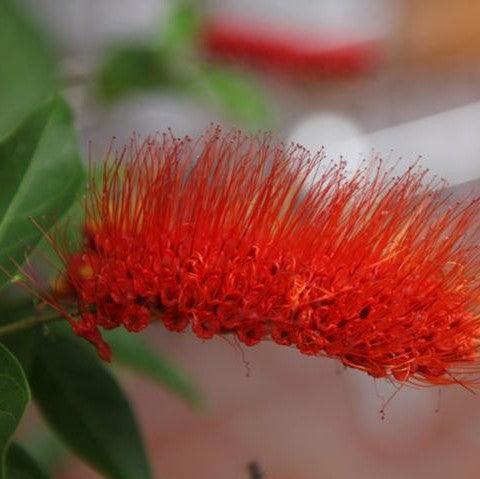 Combreatum decandrum,Combreatum Orange Flowered - Kadiyam Nursery