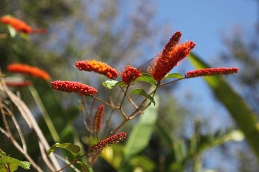 Combreatum decandrum,Combreatum Orange Flowered - Kadiyam Nursery