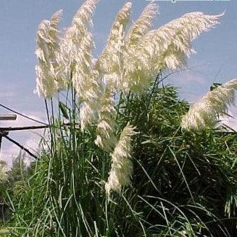 Common name: Coreopsis Species,Pampas Grass - Kadiyam Nursery