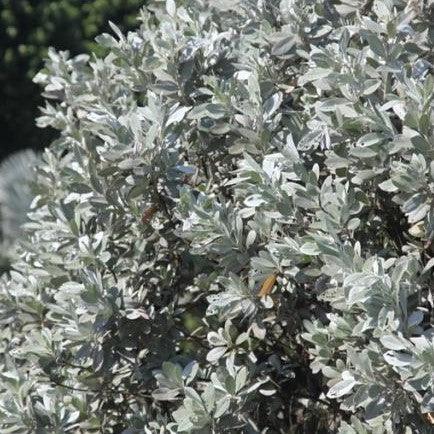 Conocarpus erectus variety sericeus,Button Mangrove - Kadiyam Nursery