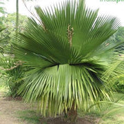 Copernicia macroglossa,Cuban Petticoat Palm - Kadiyam Nursery