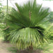 Copernicia macroglossa,Cuban Petticoat Palm - Kadiyam Nursery