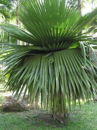 Copernicia macroglossa,Cuban Petticoat Palm - Kadiyam Nursery