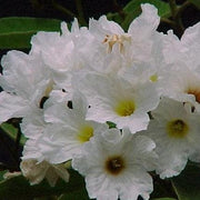 Cordia boissieri,Taxas Olive, Ancahvita, Cordia White - Kadiyam Nursery