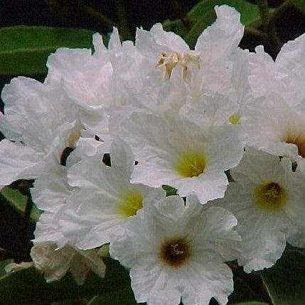 Cordia boissieri,Taxas Olive, Ancahvita, Cordia White - Kadiyam Nursery