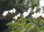 Cordia boissieri,Taxas Olive, Ancahvita, Cordia White - Kadiyam Nursery