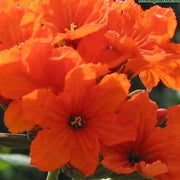 Cordia sebestena,Geiger, Scarlet Cordia, Aloe Wood, Sebesten Plum, Lolu, Kou Haole - Kadiyam Nursery