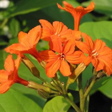 Cordia sebestena,Geiger, Scarlet Cordia, Aloe Wood, Sebesten Plum, Lolu, Kou Haole - Kadiyam Nursery
