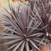 Cordyline australis rubra, Dracaena indivisa,Cabbage Tree, Grass Palm, Dracaena Red - Kadiyam Nursery