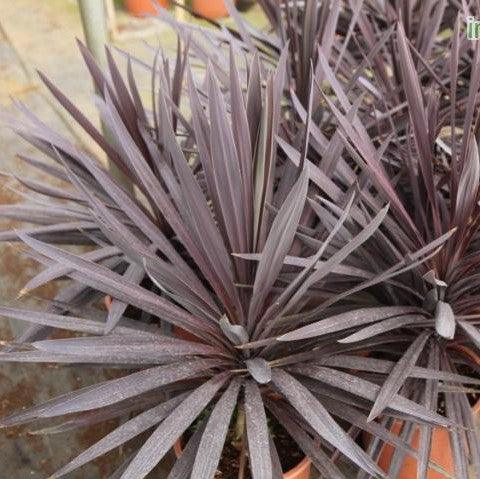 Cordyline australis rubra, Dracaena indivisa,Cabbage Tree, Grass Palm, Dracaena Red - Kadiyam Nursery